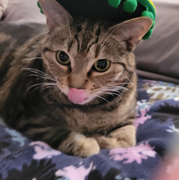 Live show Flyer- LIKE TO BE NOTIFIED WHEN I GO LIVEABSOLUTELY NO CANCELLATIONS!! - Picture 2 of 13